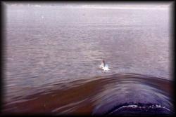 Dolphin escort into Charleston in 1964